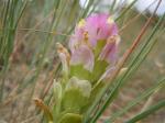 : - Orthocarpus tenuifolius