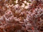 : - Crassula lanuginosa
