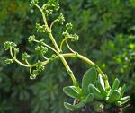 : - Crassula nudicaulis var. herrei