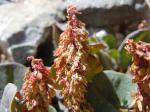 Alpen-Säuerling - Oxyria digyna