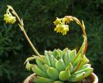 : - Echeveria pulidonis