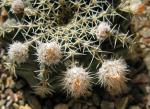 : - Echinocereus pulchellus