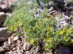 : - Paronychia sessiliflora