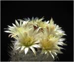 : - Mammillaria duwei