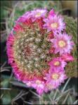 : - Mammillaria matudae