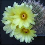 : - Parodia mammulosa
