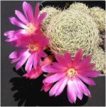 : - Sulcorebutia vasqueziana