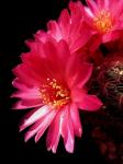 : - Sulcorebutia tiraquensis