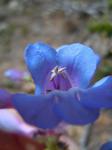 : - Penstemon cyaneus