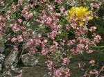 : - Galium rosellum