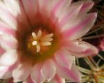 : - Mammillaria discolor