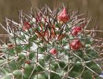 : - Mammillaria carnea