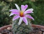 : - Mammillaria schumannii