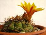 : - Matucana aureiflora