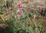 :-Onobrychis stenorhiza