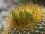 : - Parodia haselbergii subsp. graessneri
