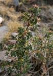 : - Rosa sicula