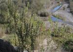 : - Satureja obovata