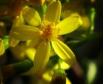 : - Senecio tamoides