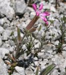 : - Silene germana