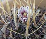 : - Stenocactus phyllacanthus