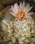 : - Turbinicarpus saueri