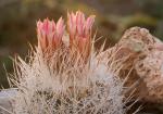: - Turbinicarpus zaragozae