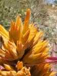 : - Aechmea mulfordii