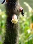 : - Pilosocereus catingicola
