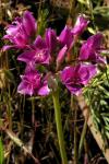 : - Allium crispum
