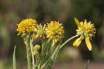 Gelber Kronbart - Verbesina alternifolia