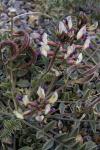 : - Astragalus layneae