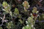 : - Castilleja plagiotoma