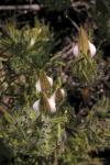 : - Cordylanthus rigidus