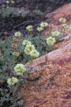 : - Eriogonum twisselmanii
