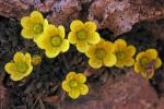 :-Saxifraga chrysantha