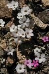 : - Linanthus concinnus