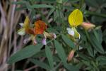 : - Hosackia oblongifolia