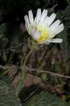 : - Malacothrix coulteri