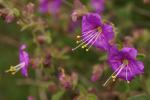 : - Mirabilis laevis