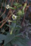 : - Nicotiana obtusifolia