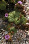 : - Phacelia pachyphylla