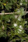 : - Stylocline micropoides