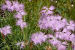 Sternbergs Nelke - Dianthus sternbergii