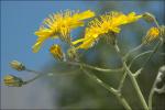 Dolliners Habichtskraut - Hieracium dollineri