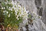 : - Arabidopsis croatica