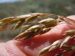 : - Poa wheeleri