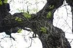 Amur-Korkbaum - Phellodendron amurense