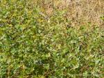 Wilder Indigo - Baptisia tinctoria