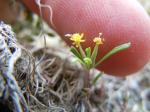: - Camissonia andina